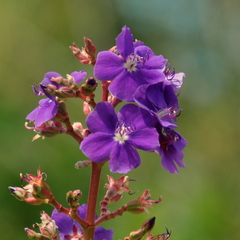 Pleroma heteromallum