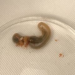 Leptosynapta tenuis