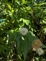 Cephalanthus