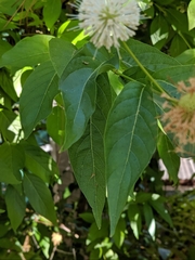 Cephalanthus
