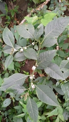 Deeringia polysperma