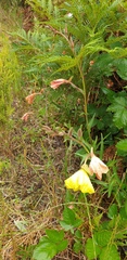 Oenothera stricta
