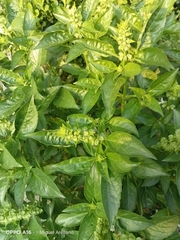 Ocimum campechianum