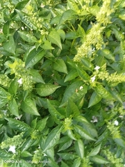 Ocimum campechianum