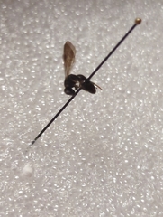 Colpotrochia trifasciata