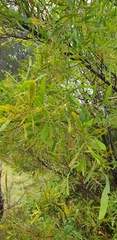 Acacia provincialis
