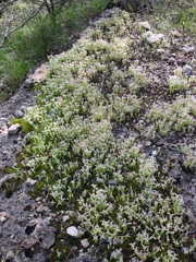 Sedum pulchellum