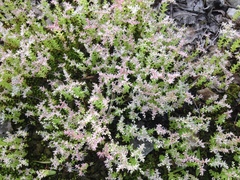 Sedum pulchellum