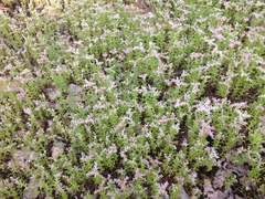 Sedum pulchellum