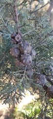 Cupressus arizonica