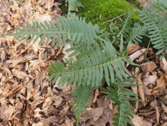 Polypodium appalachianum