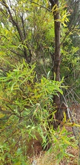 Acacia provincialis