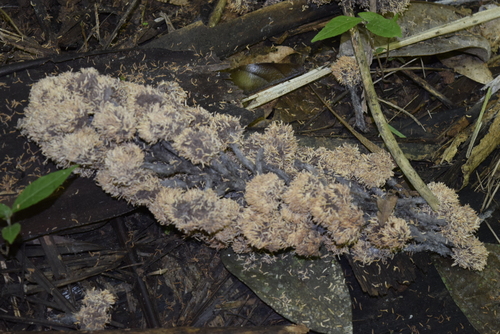 Image of Phytelephas aequatorialis by (c) Ignacio Moreira-Corral, some rights reserved (CC BY-SA)