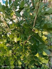 Murraya paniculata