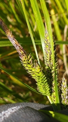 Carex sinclairii