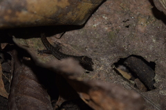 Sphaerodactylidae