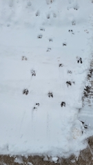 Odocoileus virginianus borealis