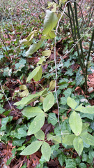 Laburnum anagyroides