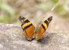Hypanartia bella