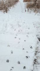 Odocoileus virginianus borealis