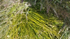 Carex sinclairii