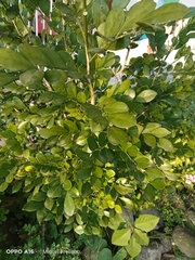 Murraya paniculata