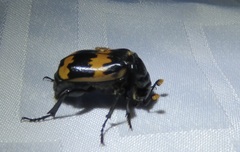 Nicrophorus mexicanus