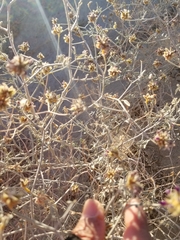 Psorothamnus emoryi emoryi