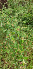 Cotoneaster