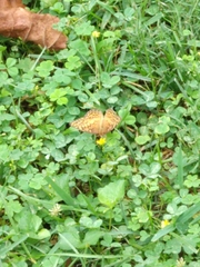 Euptoieta claudia