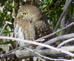 Glaucidium gnoma