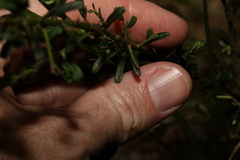 Pultenaea retusa