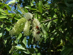 Buckinghamia celsissima