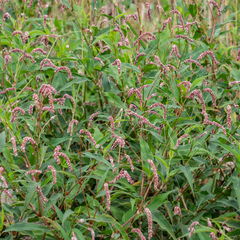 Persicaria extremiorientalis