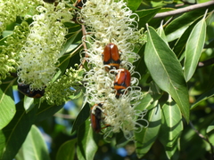 Buckinghamia celsissima