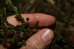 Pultenaea retusa