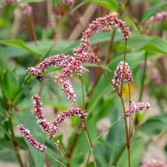 Persicaria extremiorientalis