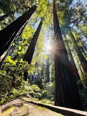 Sequoia
