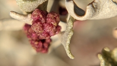 Atriplex hymenelytra