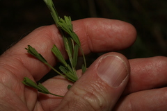 Pultenaea retusa