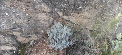 Lavandula