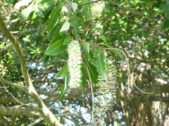 Buckinghamia celsissima