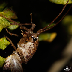 Macropathinae