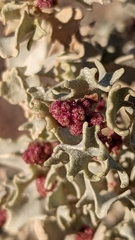 Atriplex hymenelytra