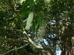 Buckinghamia celsissima