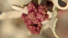 Atriplex hymenelytra