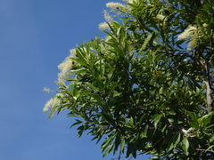 Buckinghamia celsissima