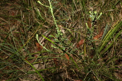 Pultenaea retusa