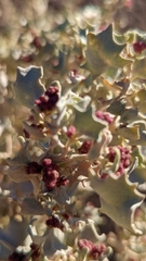 Atriplex hymenelytra