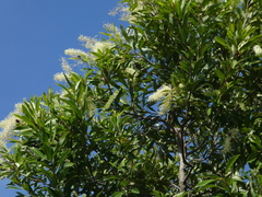 Buckinghamia celsissima